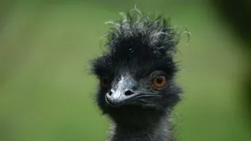 Pasărea care are două picioare și patru genunchi. La ce o ajută?