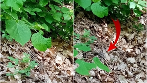 Panică pentru un grup de turiști din Băile Herculane! Au dat nas în nas cu o viperă cu corn. Sancțiuni dure pentru cei care ucid specia