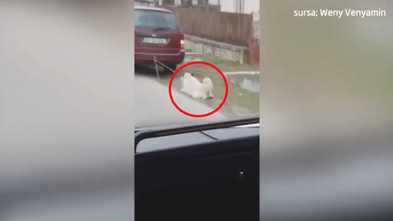 Imagini halucinante! Viceprimarul unei comune din Argeș, filmat în timp ce trage cu mașina un câine
