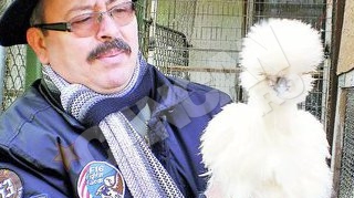 Exemplarele din ograda unui crescator de pasari din Pitesti costa 200 de lei si sunt foarte rare. Creste gaini cu "blana"