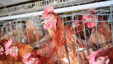 O treime din ouale consumate de romani provin de la gaini stresate