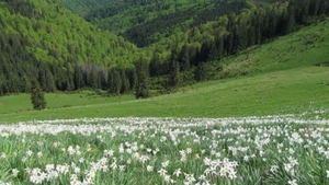 Locul unic din România, ascuns în Munții Apuseni. Turiști din întreaga lume vin să-l viziteze în luna mai