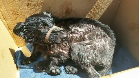 FOTO! Un căţel a fost salvat de medicii veterinari, după ce a fost găsit într-o groapă cu smoală