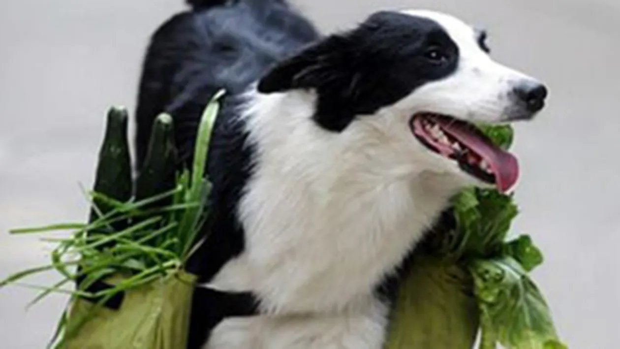 N-ai chef sa te duci la cumparaturi? Trimite-ti cainele