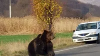 Scrisoarea care a devenit virală după ce ursul care a fost lăsat să agonizeze în Harghita a fost împușcat