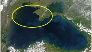 Ce s-a găsit în Marea Neagră nu s-a mai văzut până acum. Experții consideră că este cel mai mare din lume, iar la nivel mondial sunt destul de rare