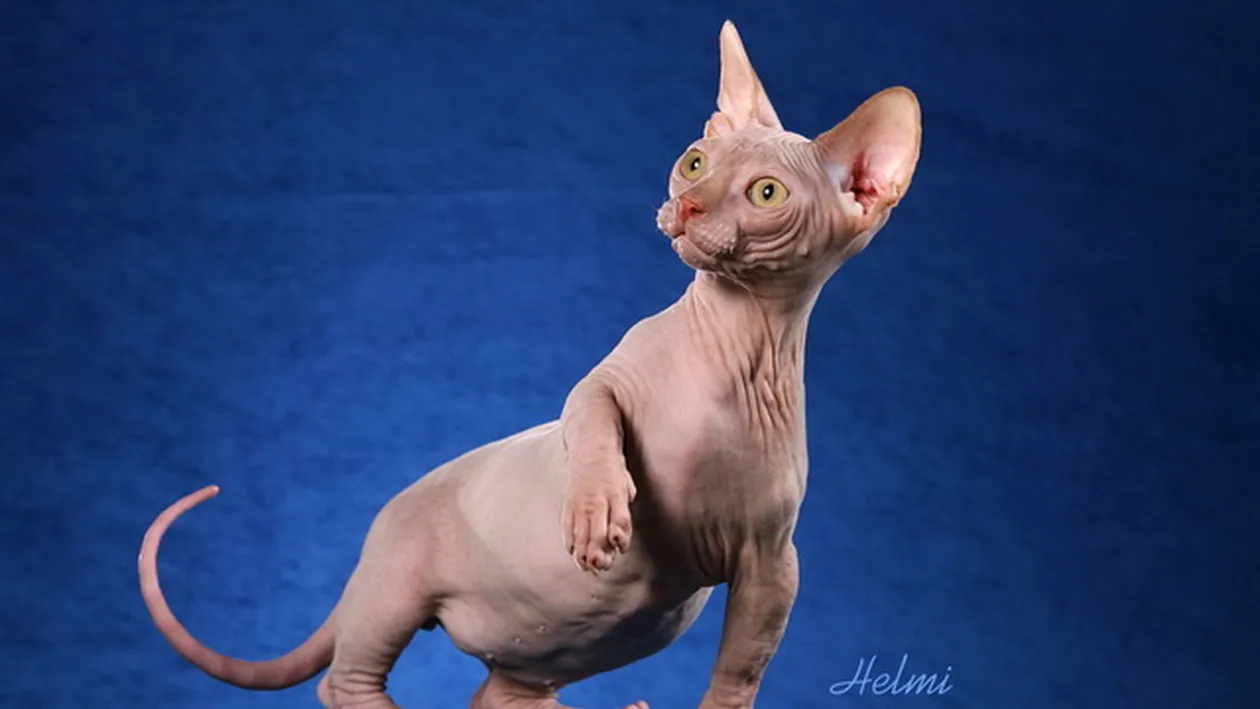 Razvan Ciobanu este la un pas de depresie! Vezi ce tragedie a avut loc in casa designerului si cum suporta el situatia!