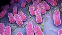 Stare de alertă la Iași! S-a descoperit Salmonella în sosuri! 134 de oameni s-au îmbolnăvit