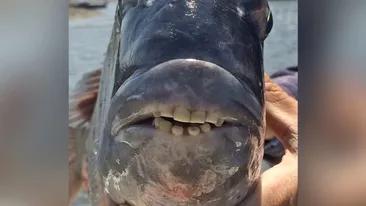 Peștele pușcăriaș cu dinți de om a speriat Internetul