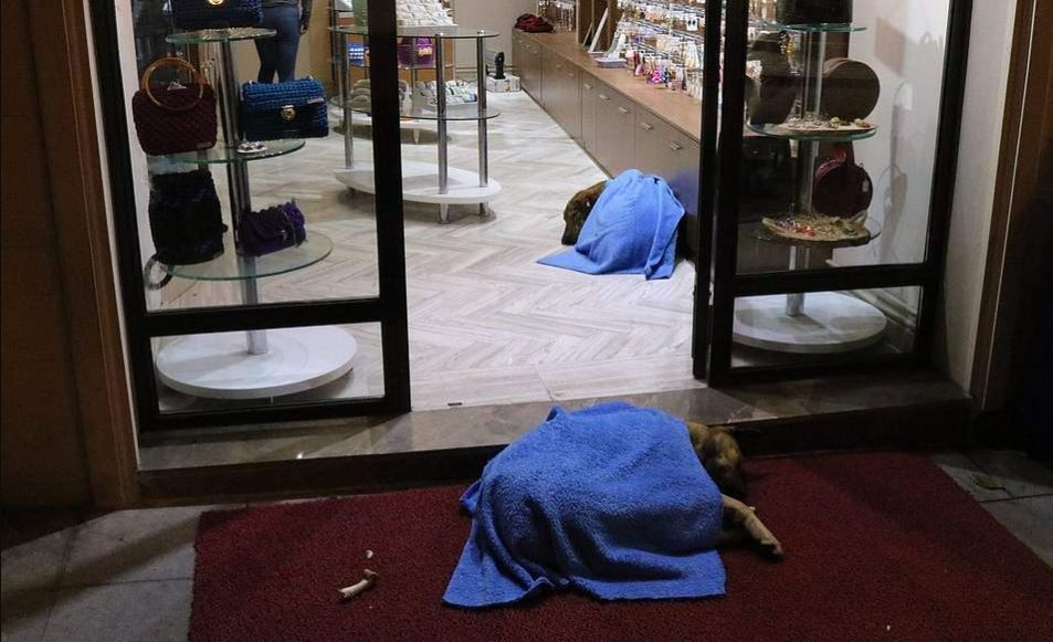 Îți dau lacrimile! Imagini emoționante cu medicul stomatolog care caută noaptea pe străzi câini și pisici pentru a le înveli