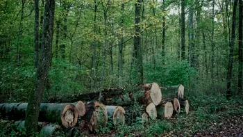 Mafia lemnului la pas prin codrii patriei. Cum funcționa sistemul șpăgii din păduri, cu bani virați în conturile copiilor