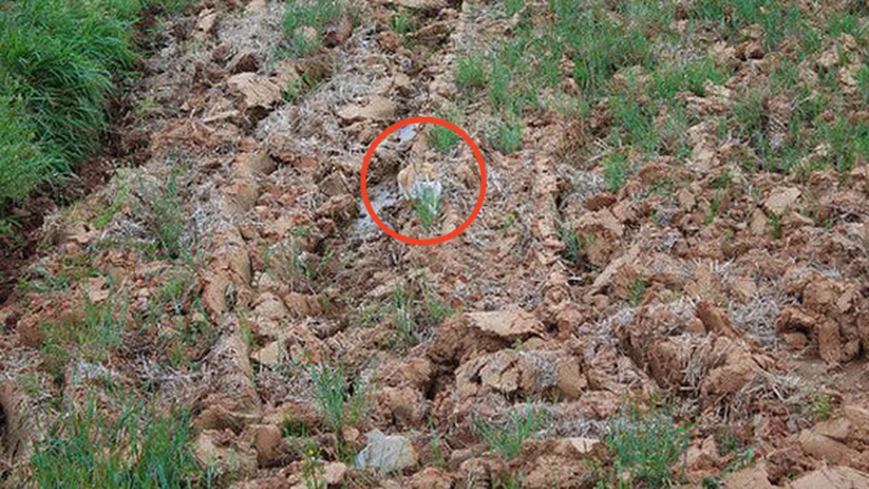 Caz greu de rezolvat si pentru Sherlock Holmes! Gaseste pisica din poza aceasta si gloria va fi a ta! Mata asta e ascunsa mai bine decat primele doua!