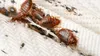 Insecta care a invadat Bucureștiul din cauza căldurii. Avertismentul autorităților