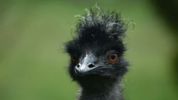 Pasărea care are două picioare și patru genunchi. La ce o ajută?