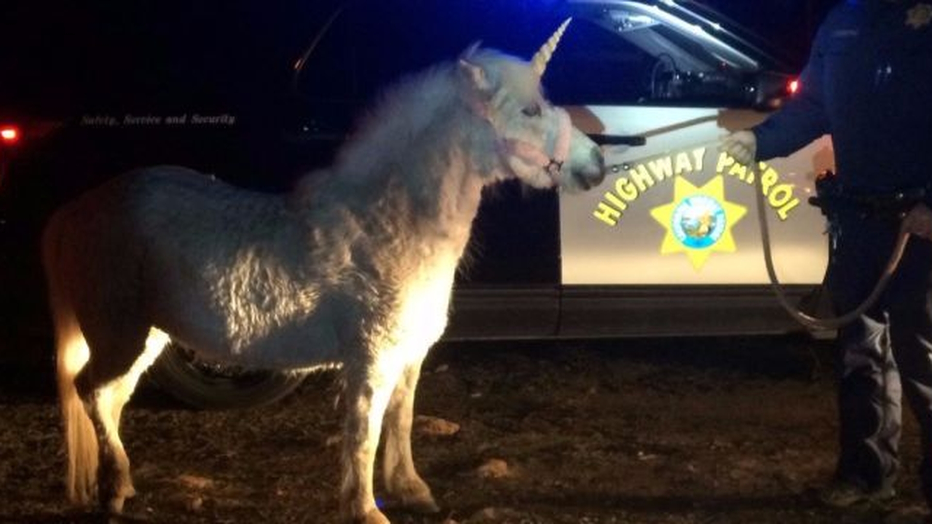Un unicorn a mobilizat o întreagă echipă de poliţie. Vezi cum a decurs misiunea de 4 ore de urmărire a animalului mitologic!