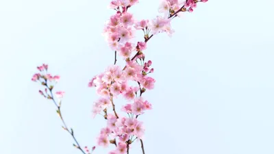 Echinocțiul de primăvară 2026. Ce trebuie să faci în această zi ca să atragi banii în viața ta