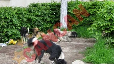 Campanie de starpire in masa a cainilor comunitari?