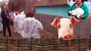 Echipele anti-pestă n-au mai găsit nici urmă de porc în Dolj: ”Au zburat, maică!”