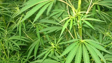 Doi copii de 4 si 6 ani din Iasi au ajuns la spital in urma consumului de droguri