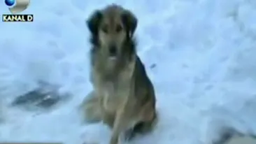 VIDEO Poveste socanta care o sa iti inmoaie inima! Un om al strazii a degerat pentru ca patrupedul din parc sa stea la caldura! Citeste o poveste emotionanta