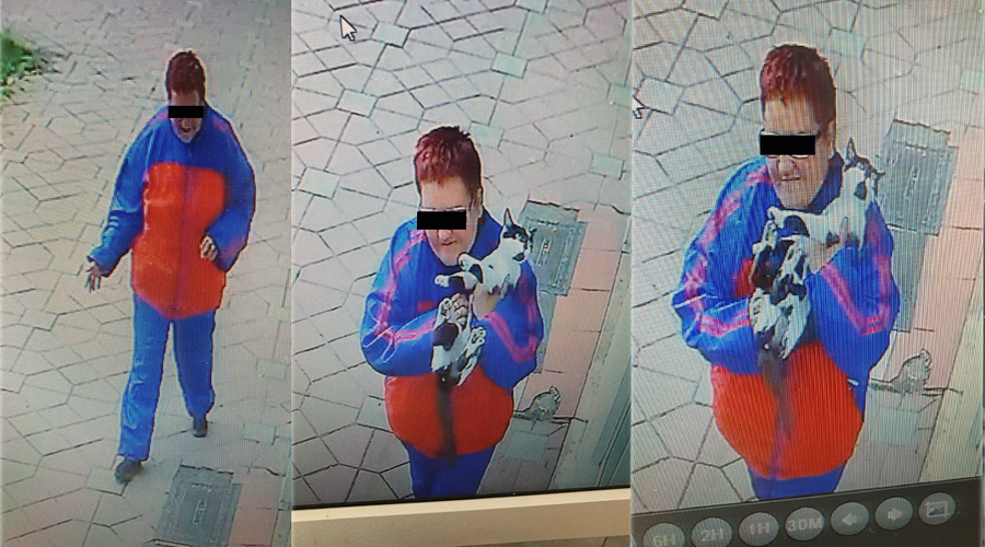 Această femeie este căutată în Iași, după ce a luat un motan are aparține unui cabinet medical din Iași © Facebook / Cabinet Medical Veterinar Dr. Drugu Tatiana