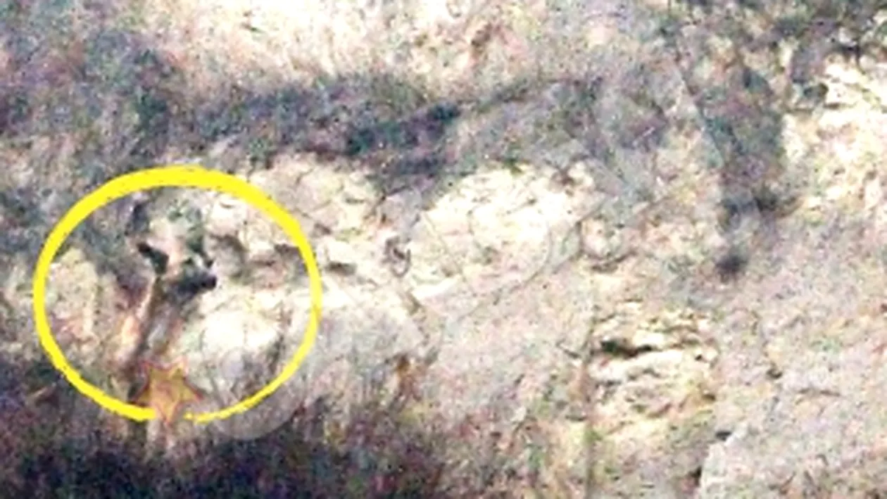 VIDEO Animalul era inghetat si flamand! Un caine blocat pe stanca, salvat de alpinisti