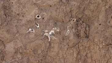 Oseminte, descoperite în timpul renovării unei școli din Bacău! Constructorii au ignorat descoperirea și nu au sistat lucrarea