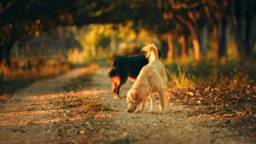 Tatăl copilului de 3 ani din Mărășești este distrus de durere. Ce mesaj sfâșietor a postat: „În loc să te...”