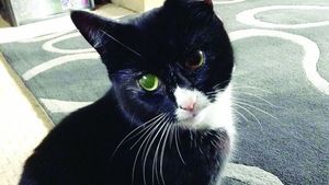 Pisică infectată cu COVID-19 în Spania! Medicii au eutanasiat-o. Motivul...