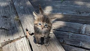 Iluzie optică virală | Tu câte pisici vezi în această poză?