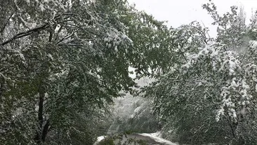 METEO 14 IANUARIE! ANM a emis cod galben de vânt! Care sunt zonele vizate