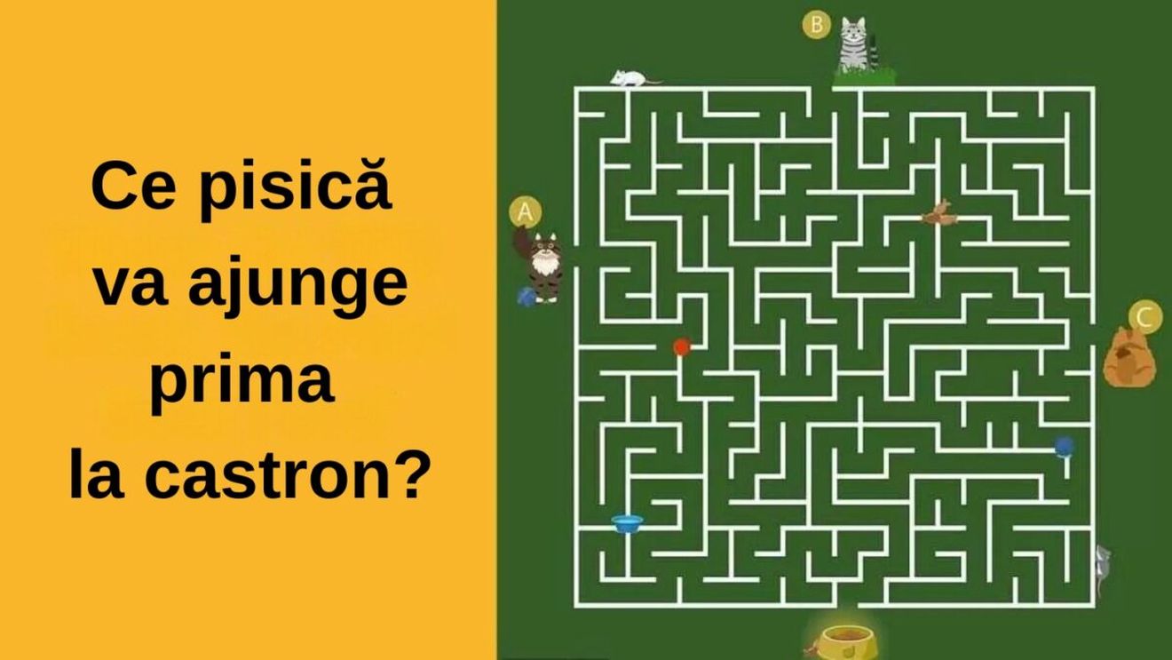 Test IQ | Ce pisică va ajunge prima la castron? Doar 1% dintre oameni află în 11 secunde
