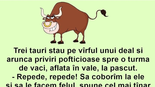BANC | Trei tauri aruncă priviri pofticioase spre o turmă de vaci
