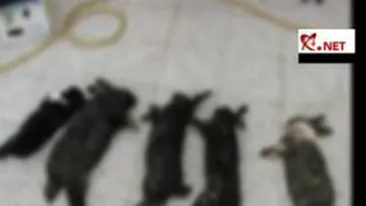 VIDEO Au omorat 18 iepuri chiar in centrul orasului! O cruzime de nedescris chiar in Saptamana Patimilor!