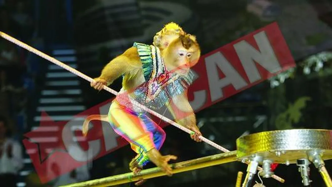 Maimute acrobate la Circul Globus