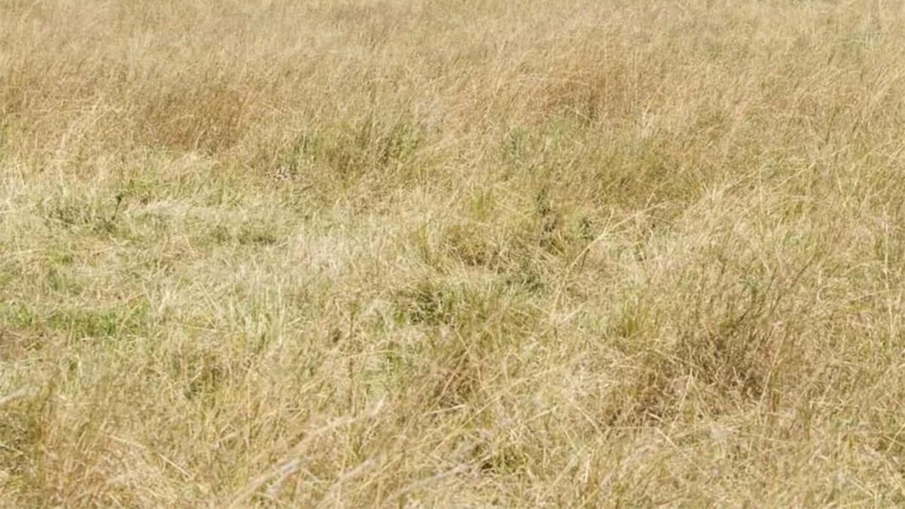 Test de perspicacitate | Găsiți ghepardul ascuns în această iluzie optică virală!