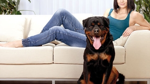 Rase de câini pentru curte! Top 10 cele mai protectoare patrupede