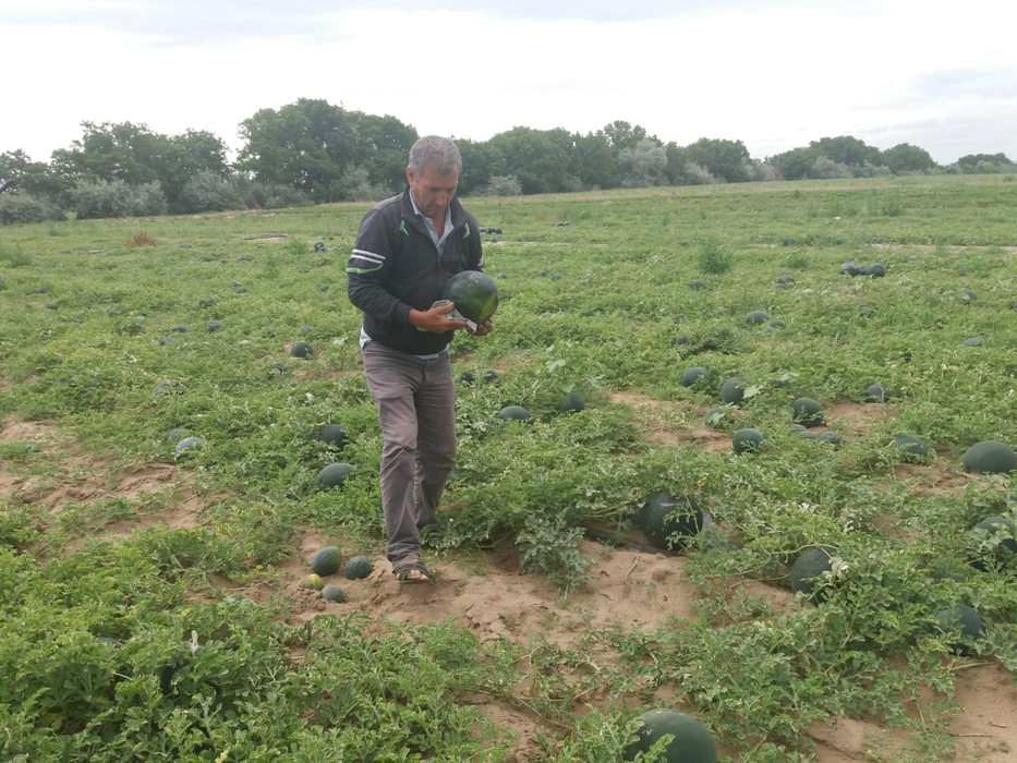 Agricultorii se plâng că nu își vor scoate nici măcar investiția