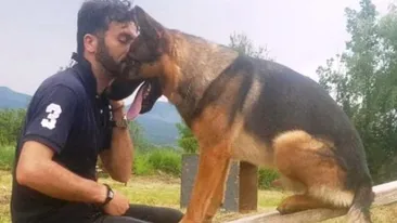 Câinele-erou de la Amatrice a fost omorât! Deși a salvat zeci de vieți, animalul a fost ucis tot de oameni