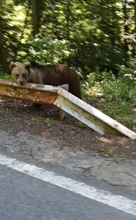 EL este italianul de 48 de ani ucis de urs, pe Transfăgărășan. IREAL ce a putut să facă înainte de atacul fatal