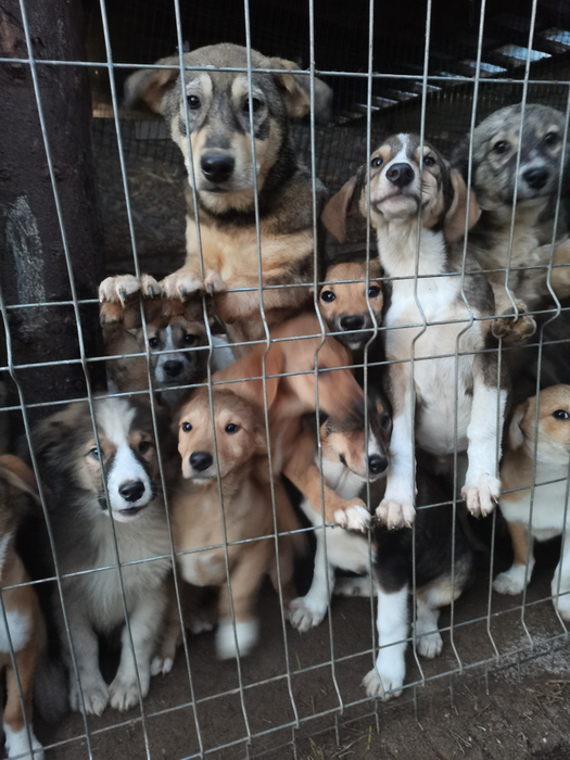 O mică parte din câinii aflați la adăpostul din Dolj
