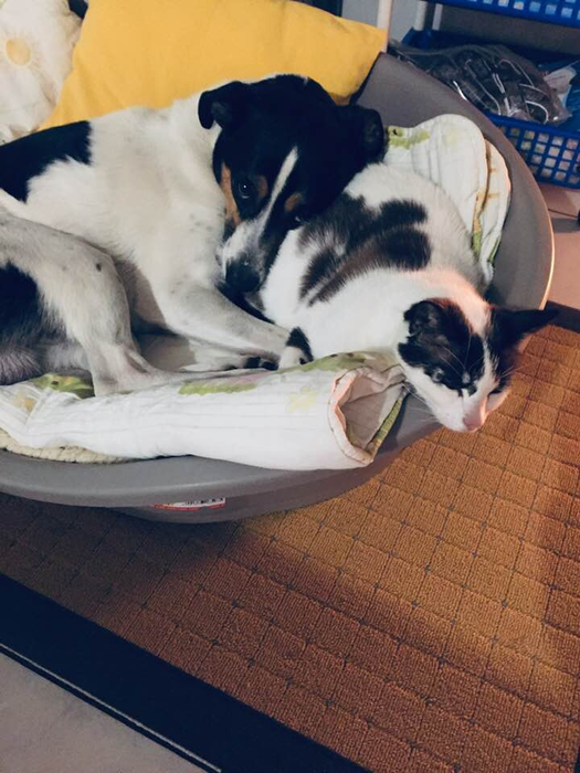 Animalele de companie ale Luminiței Dobrescu