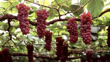 Acestea sunt cele mai scumpe fructe din lume! Cum ajunge un ciorchine de struguri să coste 6.000 de dolari