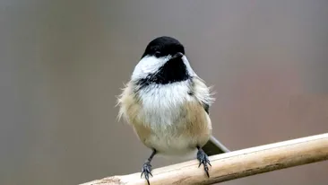 România, țara unde autostrăzile se opresc la broaște, urși și mercur