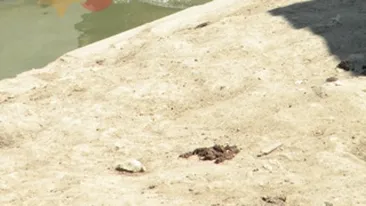 Strand pentru ursi si fructe pentru struti