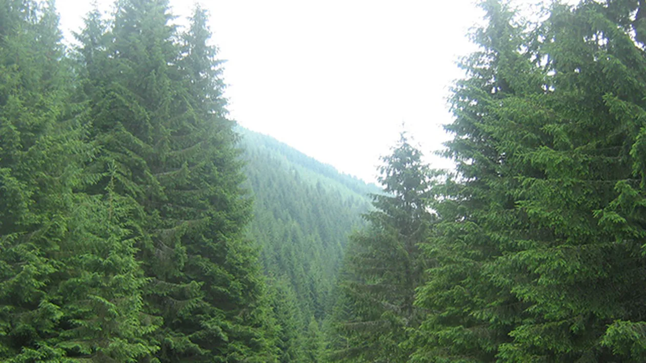 A fost descoperit cel mai înalt brad din România! Are echivalentul unui bloc cu mai mult de 20 de etaje