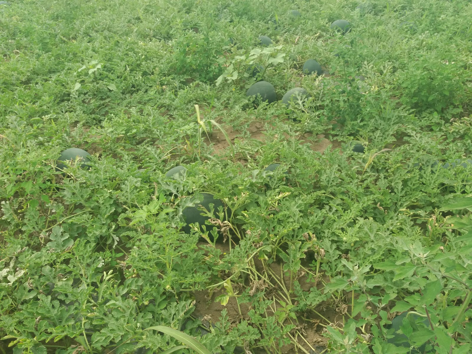 Cultivatorii din Dăbuleni au început recoltarea pepenilor cu o întârziere de trei săptămâni