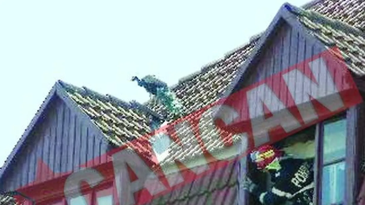 Paunul Sarshu i-a fugarit pe pompierii timisoreni