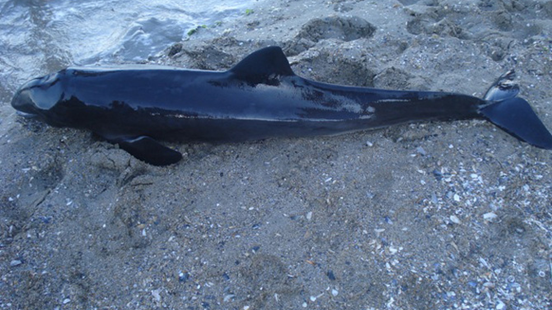 Un delfin esuat pe plaja Tataia a murit sub privirile salvatorilor