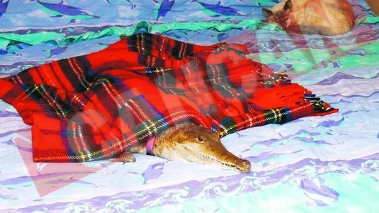 A divortat din cauza unui crocodil